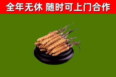 迁西烟酒回收冬虫夏草.jpg